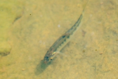 Opsariichthys evolans