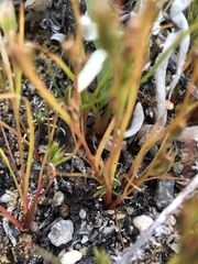 Juncus ranarius