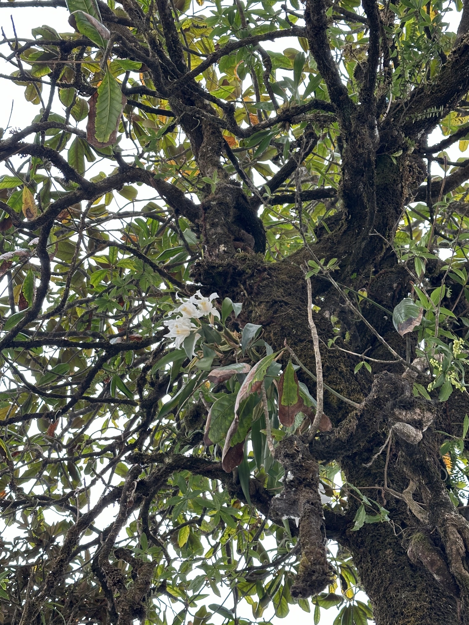 Imagem de Orquídea-dama-da-noite
