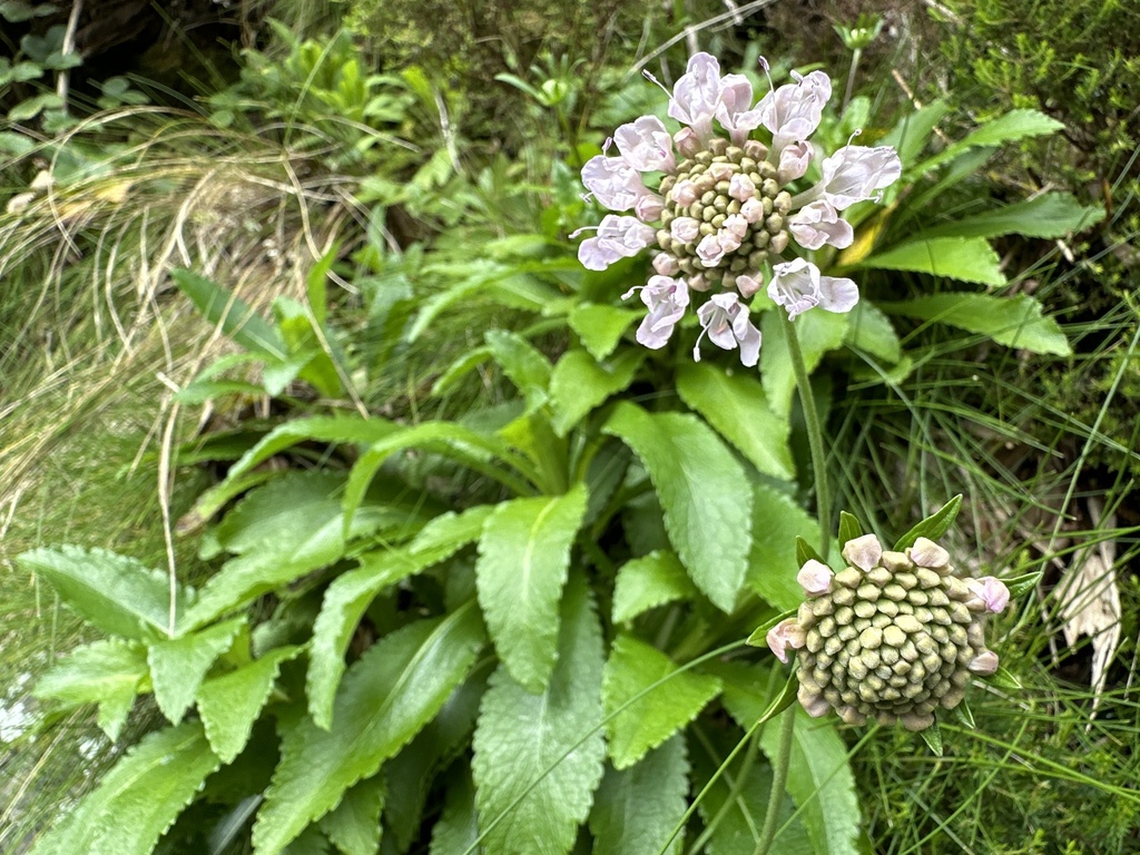 Azorean Scabious