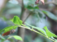Bothrogonia ferruginea