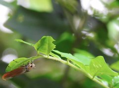 Bothrogonia ferruginea