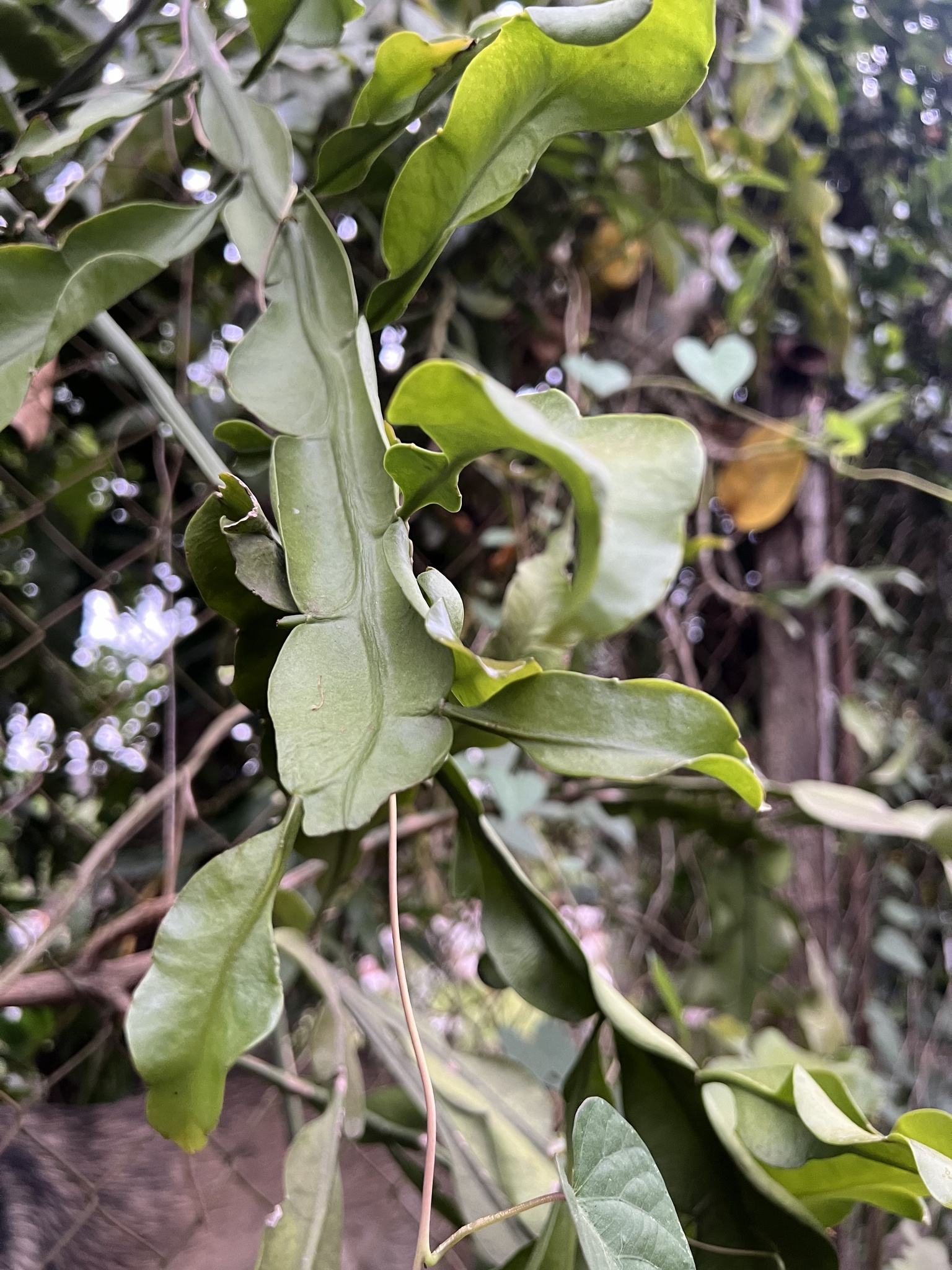 Imagem de Dama-da-Noite ou Cacto-Orquídea