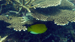Apolemichthys trimaculatus
