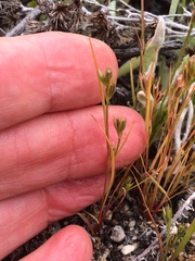 Juncus ranarius