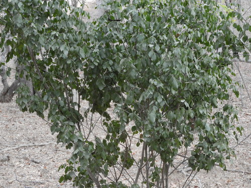 Balsam amyris (Amyris balsamifera)