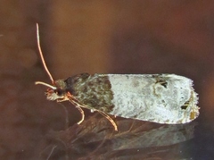 Notocelia roborana