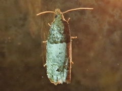 Notocelia roborana