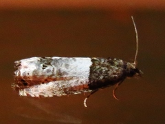 Notocelia roborana