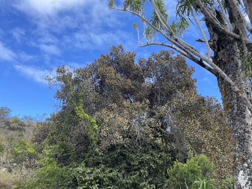 Sideroxylon polynesicum observed 2024-04-20