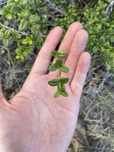 Alyxia stellata observed 2024-04-20