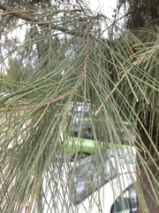 Casuarina equisetifolia