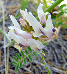 Astragalus cibarius