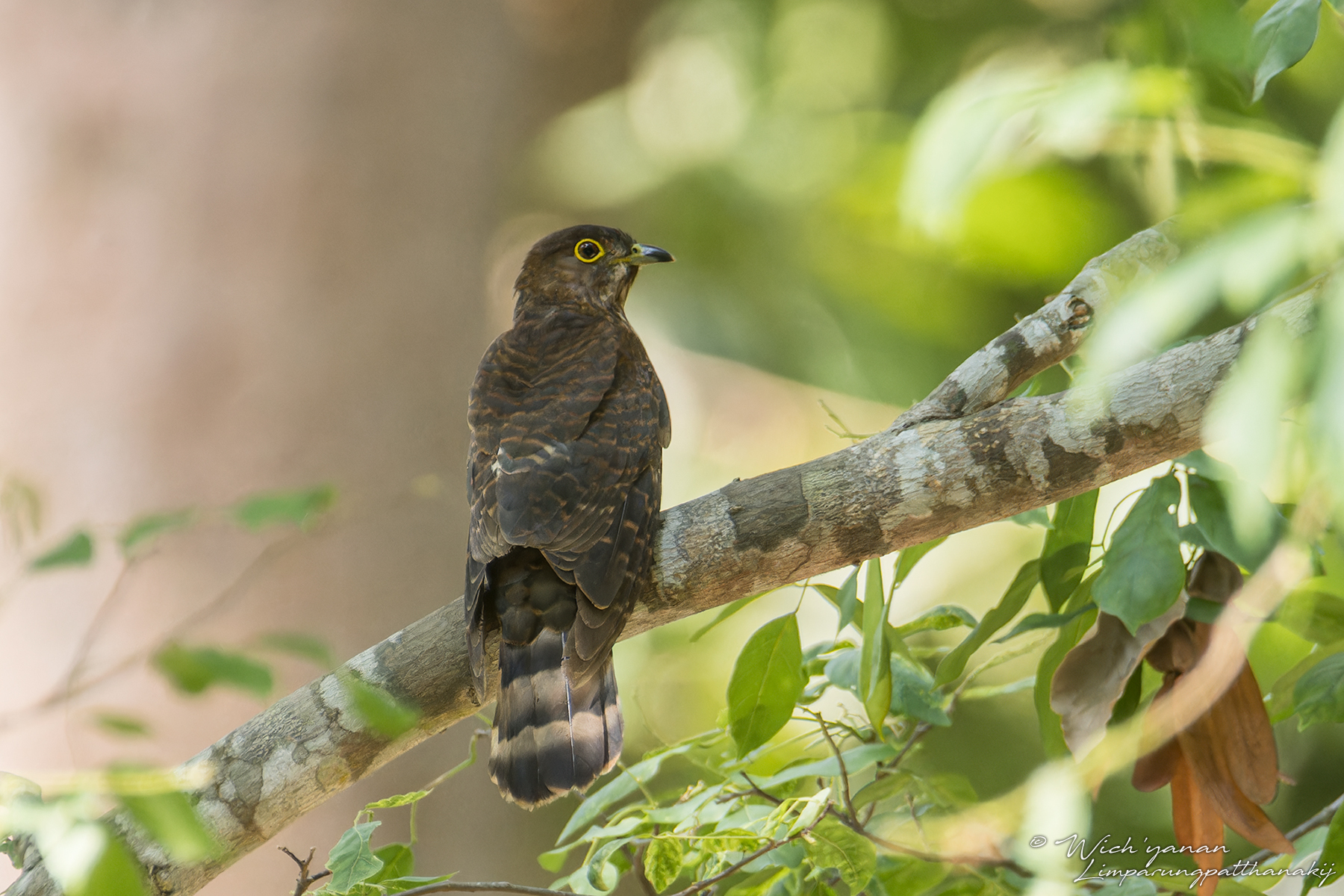 Hodgson's Hawk-Cuckoo