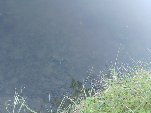 Atlantic Blue Crab
