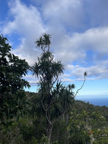 Dracaena rockii observed 2024-04-20