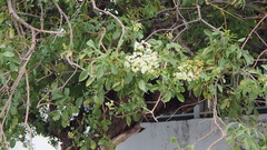 Angiospermae