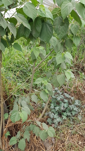 Morus celtidifolia (Morus celtidifolia)