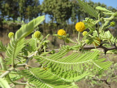 Vachellia pennatula