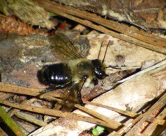 Megachile mucida