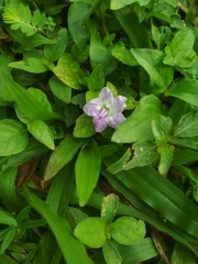 Ruellia repens