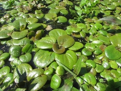 Limnobium laevigatum