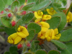Acmispon heermannii orbicularis