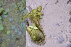 Limnobium laevigatum