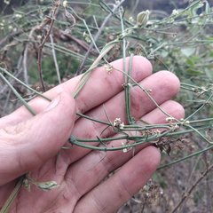 Metastelma angustifolium