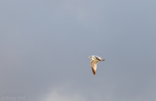 Ring-billed Gull photographed in Nebraska