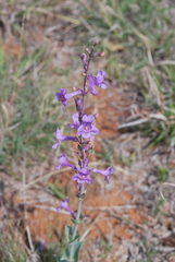 Penstemon fendleri