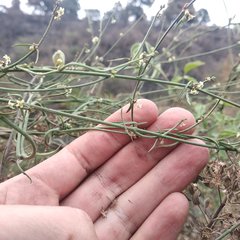 Metastelma angustifolium