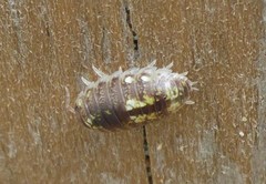 Alloniscus perconvexus