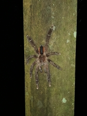 Avicularia hirschii