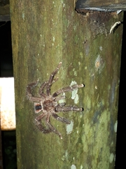 Avicularia hirschii