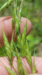 Bromus secalinus