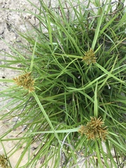 Cyperus lecontei