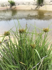 Cyperus lecontei