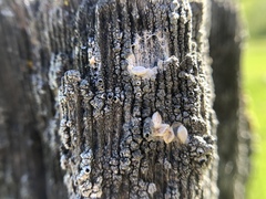 Pseudothelomma occidentale