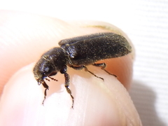 Melalgus plicatus