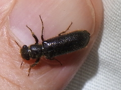 Melalgus plicatus