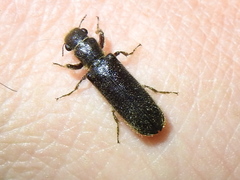 Melalgus plicatus