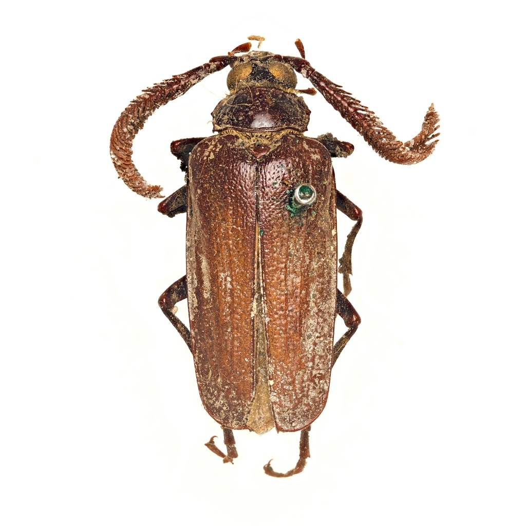 Prionus fissicornis