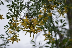 Nicotiana glauca