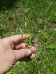 Bromus secalinus