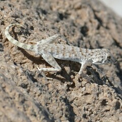 Namib Day Gecko photo 3