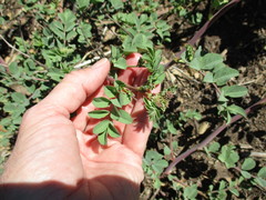 Hosackia crassifolia