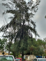 Casuarina equisetifolia