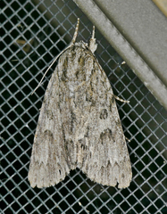 Acronicta americana