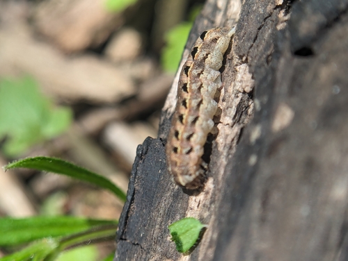 Pale-banded Dart photo 3